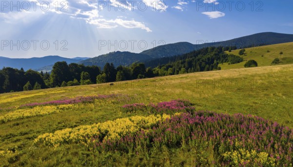 Late summer country landscape with colorful blooming meadow and sunbeam, AI generated