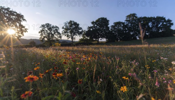 Late summer country landscape with colorful blooming meadow and sunbeam, AI generated