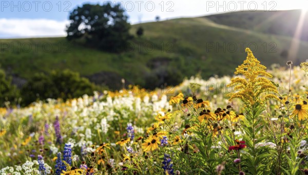 Late summer country landscape with colorful blooming meadow and sunbeam, AI generated