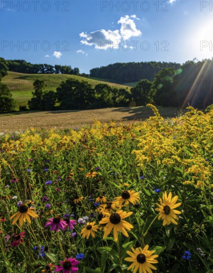 Late summer country landscape with colorful blooming meadow and sunbeam, AI generated