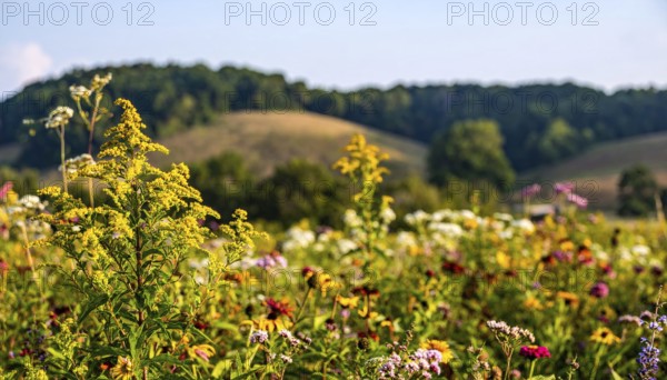 Late summer country landscape with colorful blooming meadow and sunbeam, AI generated