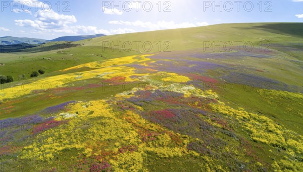 Late summer country landscape with colorful blooming meadow and sunbeam, AI generated