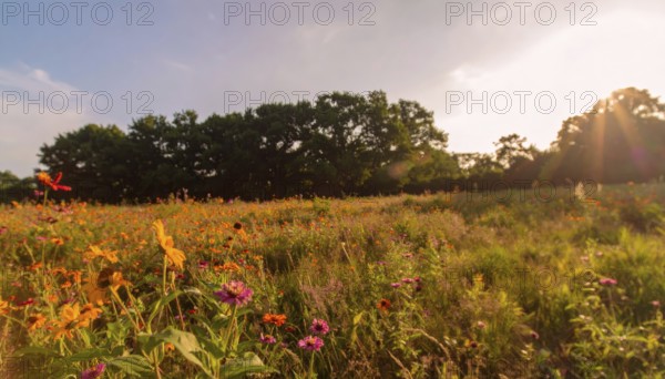 Late summer country landscape with colorful blooming meadow and sunbeam, AI generated
