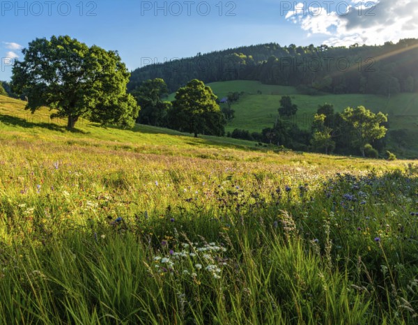 Late summer country landscape with colorful blooming meadow and sunbeam, AI generated