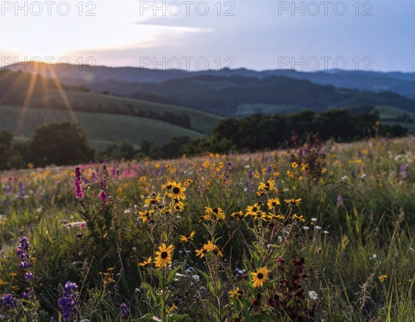 Late summer country landscape with colorful blooming meadow and sunbeam, AI generated