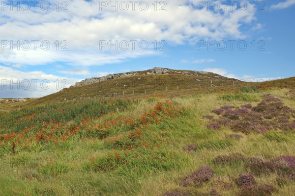 Colourful hill with heather and grasses under a blue sky, Isle of Lewis Hebrides, Scotland, Great Britain