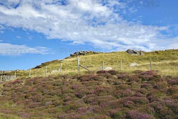 Rocky hill with heather and wooden fence under a cloudy sky, Isle of Lewis Hebrides, Scotland, United Kingdom