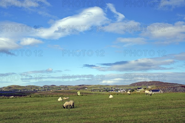 Green meadow with grazing sheep under a wide, cloudy sky, Isle of Lewis, Hebrides, Scotland, Great Britain