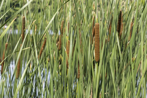 Cattail (Typha) on the banks of the Oelbach, Lake Kemnader, Witten, Ruhr area, North Rhine-Westphalia, Germany