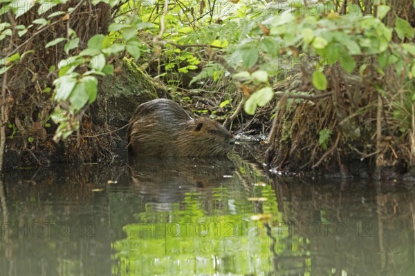 Nutria (Myocastor coypus), Alte Fahrt canal between Bolter Lock and Caarpsee lake, Müritz National Park, Mecklenburg Lake District, Mecklenburg-Western Pomerania, Germany