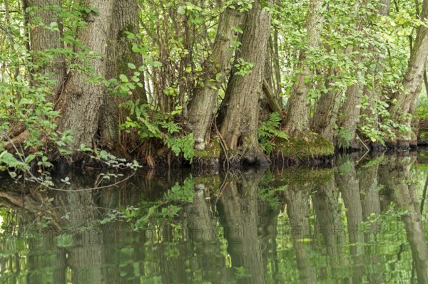 Trees, reflections, canal Alte Fahrt between Bolter Schleuse and Caarpsee, Müritz National Park, Mecklenburg Lake District, Mecklenburg-Western Pomerania, Germany