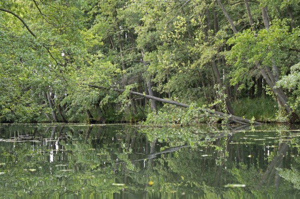 Trees, reflections, canal Alte Fahrt between Bolter Schleuse and Caarpsee, Müritz National Park, Mecklenburg Lake District, Mecklenburg-Western Pomerania, Germany