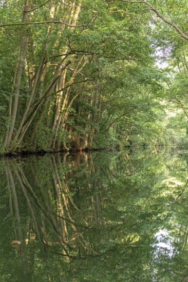 Trees, reflections, canal Alte Fahrt between Bolter Schleuse and Caarpsee, Müritz National Park, Mecklenburg Lake District, Mecklenburg-Western Pomerania, Germany