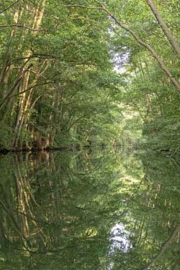 Trees, reflections, canal Alte Fahrt between Bolter Schleuse and Caarpsee, Müritz National Park, Mecklenburg Lake District, Mecklenburg-Western Pomerania, Germany