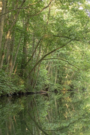 Trees, reflections, canal Alte Fahrt between Bolter Schleuse and Caarpsee, Müritz National Park, Mecklenburg Lake District, Mecklenburg-Western Pomerania, Germany