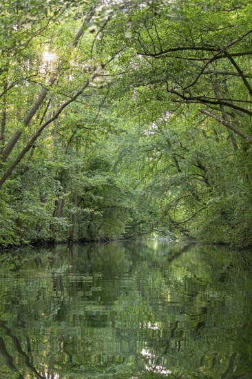 Trees, reflections, canal Alte Fahrt between Bolter Schleuse and Caarpsee, Müritz National Park, Mecklenburg Lake District, Mecklenburg-Western Pomerania, Germany