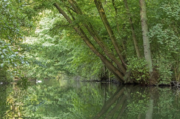 Trees, reflections, Mute Swan (Cygnus olor), Alte Fahrt canal between Bolter Lock and Caarpsee lake, Müritz National Park, Mecklenburg Lake District, Mecklenburg-Western Pomerania, Germany