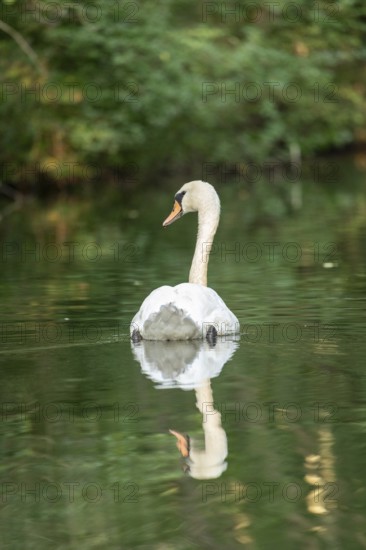 Mute swan (Cygnus olor), reflection, Alte Fahrt canal between Bolter Lock and Caarpsee lake, Müritz National Park, Mecklenburg Lake District, Mecklenburg-Western Pomerania, Germany