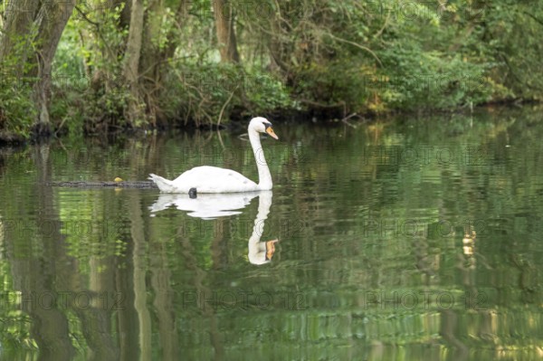 Mute swan (Cygnus olor), reflection, Alte Fahrt canal between Bolter Lock and Caarpsee lake, Müritz National Park, Mecklenburg Lake District, Mecklenburg-Western Pomerania, Germany