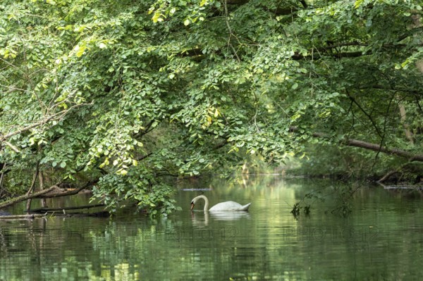 Mute swan (Cygnus olor), reflection, Alte Fahrt canal between Bolter Lock and Caarpsee lake, Müritz National Park, Mecklenburg Lake District, Mecklenburg-Western Pomerania, Germany
