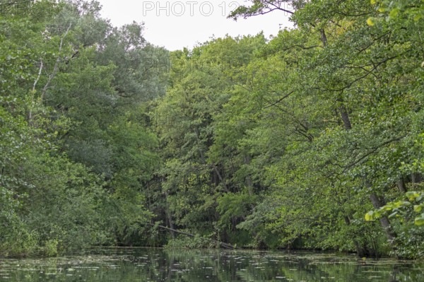 Trees, Alte Fahrt canal between Bolter Schleuse lock and Caarpsee lake, Müritz National Park, Mecklenburg Lake District, Mecklenburg-Western Pomerania, Germany