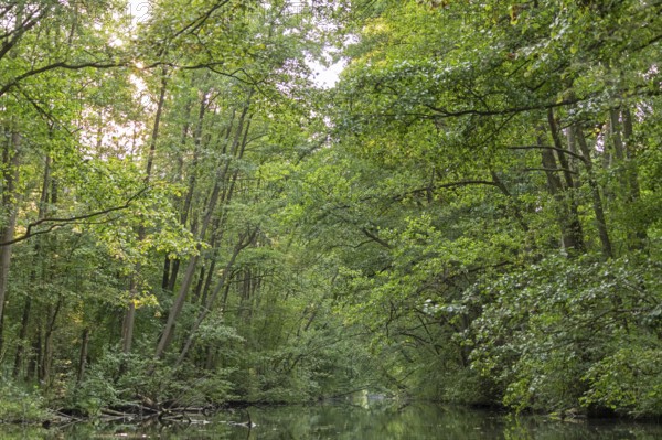 Trees, Alte Fahrt canal between Bolter Schleuse lock and Caarpsee lake, Müritz National Park, Mecklenburg Lake District, Mecklenburg-Western Pomerania, Germany
