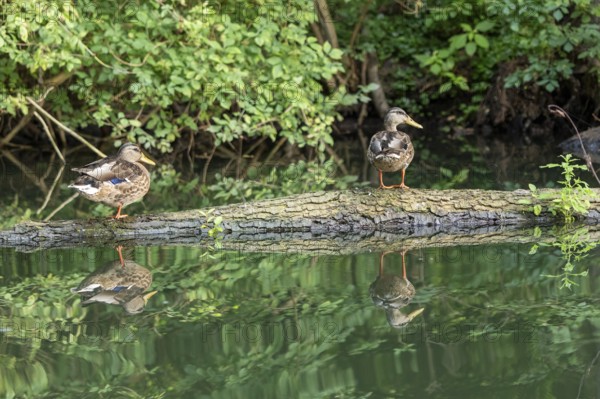 Mallards on a tree trunk, reflection, Alte Fahrt canal between Bolter Schleuse and Caarpsee, Müritz National Park, Mecklenburg Lake District, Mecklenburg-Western Pomerania, Germany