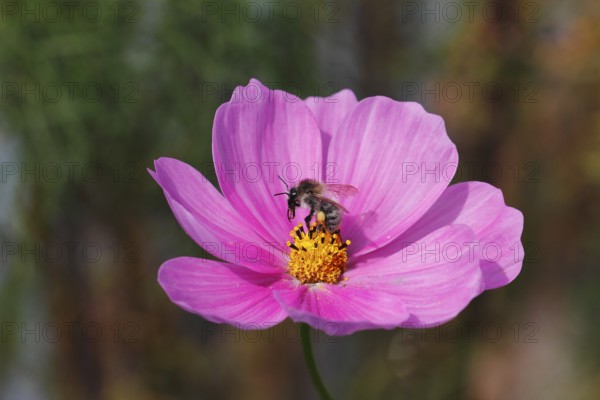 Honeybee (Apis mellifera) on a pink ornamental basket flower (Cosmos bipinnatus), North Rhine-Westphalia, Germany