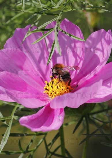 Bumblebee (Bombus terrestris), on a pink ornamental basket flower (Cosmos bipinnatus), North Rhine-Westphalia, Germany