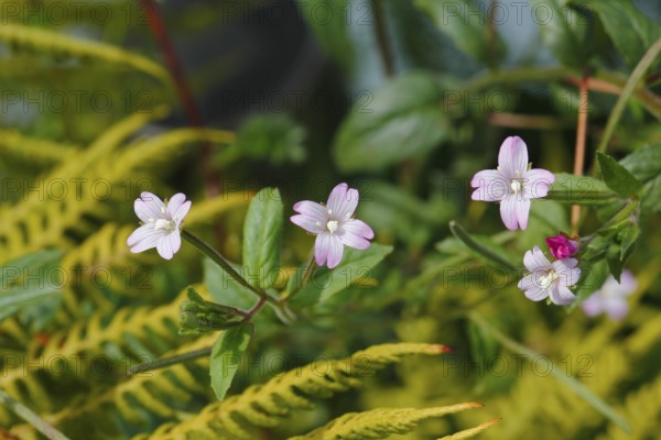 Smallflower Hairy Willowherb (Epilobium parviflorum), flower, North Rhine-Westphalia, Germany