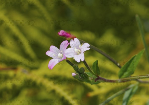 Smallflower Hairy Willowherb (Epilobium parviflorum), flower, North Rhine-Westphalia, Germany