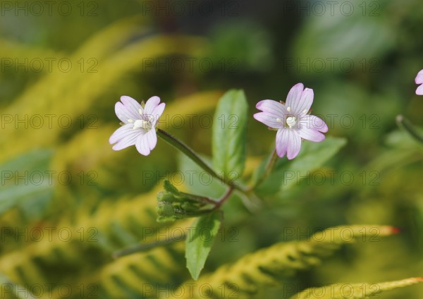 Smallflower Hairy Willowherb (Epilobium parviflorum), flower, North Rhine-Westphalia, Germany