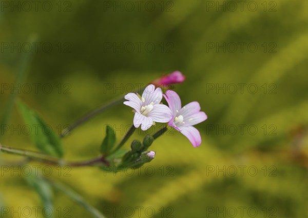 Smallflower Hairy Willowherb (Epilobium parviflorum), flower, North Rhine-Westphalia, Germany