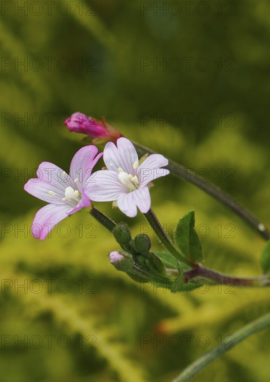 Smallflower Hairy Willowherb (Epilobium parviflorum), flower, North Rhine-Westphalia, Germany