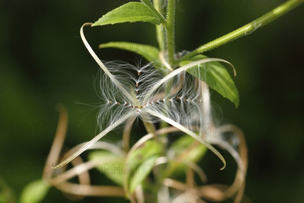 Smallflower Hairy Willowherb (Epilobium parviflorum), seeds, North Rhine-Westphalia, Germany