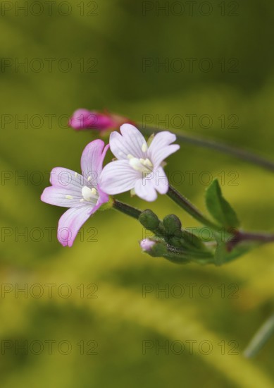 Smallflower Hairy Willowherb (Epilobium parviflorum), flower, North Rhine-Westphalia, Germany