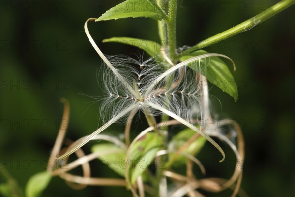 Smallflower Hairy Willowherb (Epilobium parviflorum), seeds, North Rhine-Westphalia, Germany
