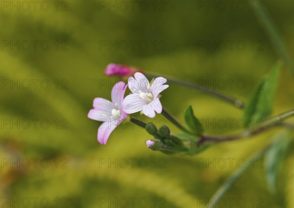 Smallflower Hairy Willowherb (Epilobium parviflorum), flower, North Rhine-Westphalia, Germany