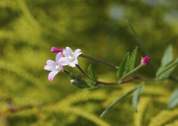 Smallflower Hairy Willowherb (Epilobium parviflorum), flower, North Rhine-Westphalia, Germany