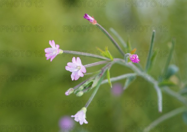Smallflower Hairy Willowherb (Epilobium parviflorum), flower, North Rhine-Westphalia, Germany