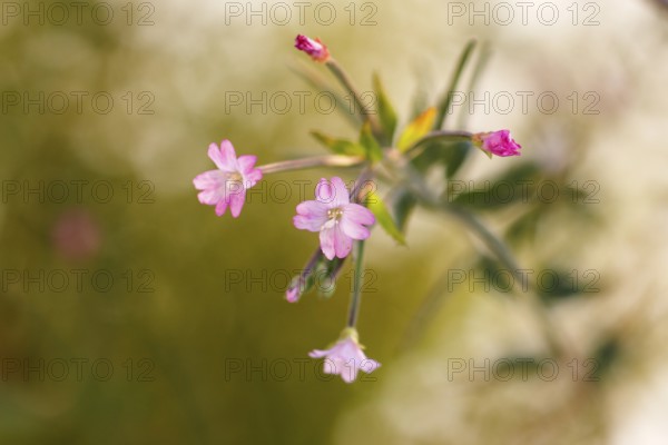 Smallflower Hairy Willowherb (Epilobium parviflorum), flower, North Rhine-Westphalia, Germany
