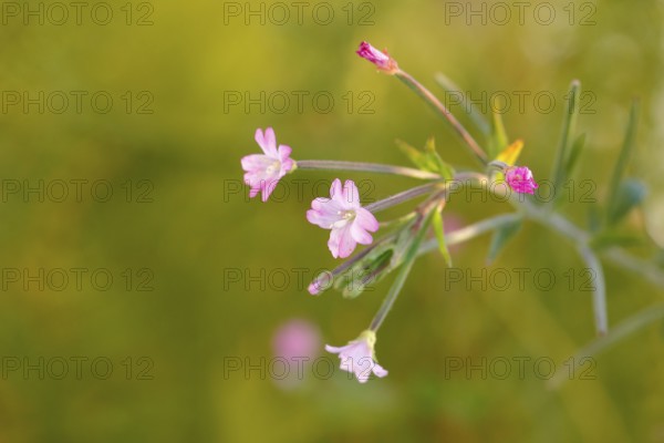 Smallflower Hairy Willowherb (Epilobium parviflorum), flower, North Rhine-Westphalia, Germany