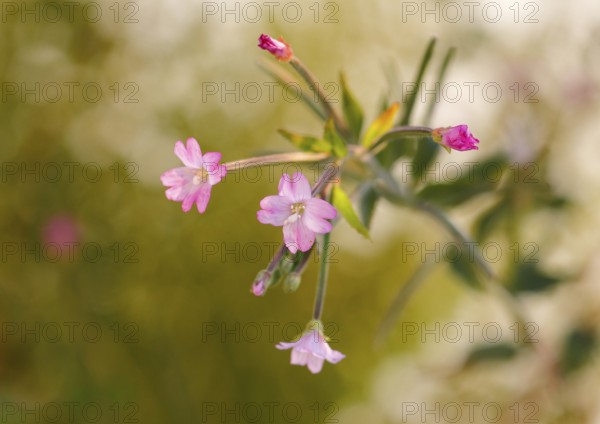 Smallflower Hairy Willowherb (Epilobium parviflorum), flower, North Rhine-Westphalia, Germany