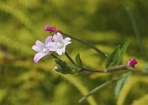 Smallflower Hairy Willowherb (Epilobium parviflorum), flower, North Rhine-Westphalia, Germany