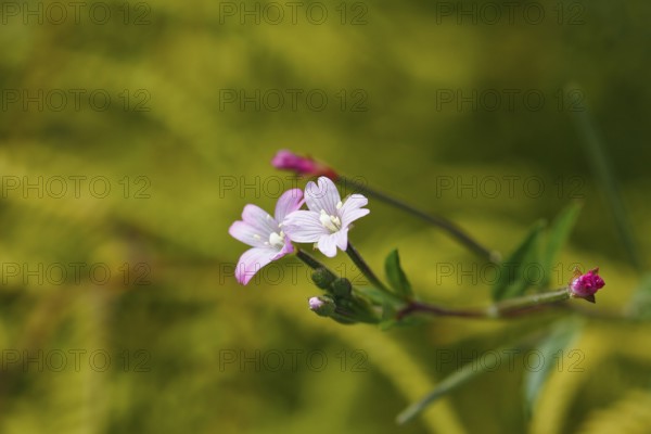Smallflower Hairy Willowherb (Epilobium parviflorum), flower, North Rhine-Westphalia, Germany