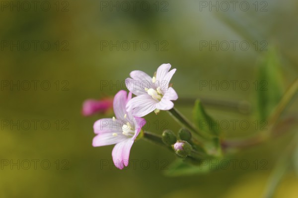 Smallflower Hairy Willowherb (Epilobium parviflorum), flower, North Rhine-Westphalia, Germany