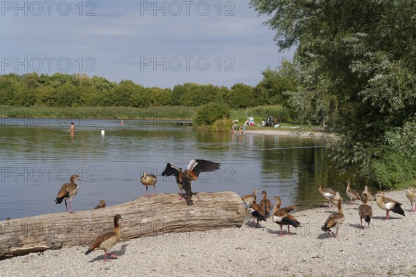 Nile goose (Alopochen aegyptiaca) at Starkholzbacher See, Starki, Nile geese, goose, invasive, neozoon, ecology, problem, bird droppings, goose droppings, bird droppings, aggressive, bathing lake, bathing water, swimming, bathing, Schwäbisch Hall, Hohenlohe Germany
