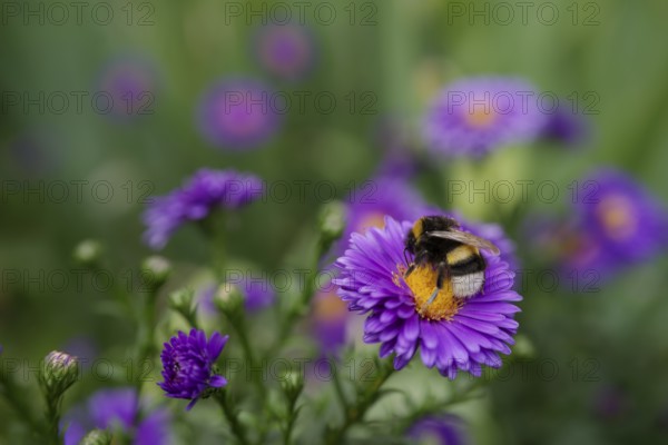 Bumblebee on autumn aster, insect-friendly, bee-friendly, bee pasture, insect pasture, garden flower, Schwäbisch Hall, Hohenlohe, WIldbiene, Germany