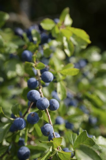 Blackthorn with fruit (Prunus spinosa), sloe, summer, harvest, fruit, jelly, Starkholzbach, Hohenlohe, Germany