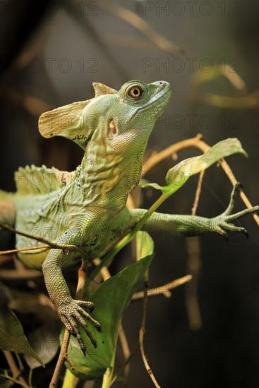 Frontal lobe basilisk (Basiliscus plumifrons), adult, on tree, foraging, vigilant, Central America, captive